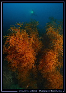 Diving the Maldives... :O)... by Michel Lonfat 